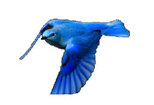 CC Blue Ranch_Logo